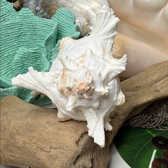 Large White Branch Murex Seashell Coastal Beach Ocean Nautical Decor DIY planter - Picture 4 of 11